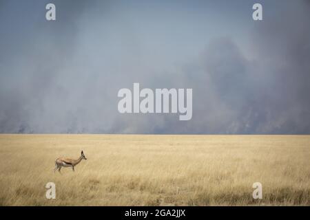 Un trampolino solistico (Antidorcas marsupialis) in piedi in erba lunga dorata della pianura sulla savana con cielo pieno di fumo sullo sfondo in ... Foto Stock