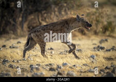 Iena macchiata (Crocuta crocuta) che attraversa la prateria al sole del Parco Nazionale di Etosha; Otavi, Oshikoto, Namibia Foto Stock