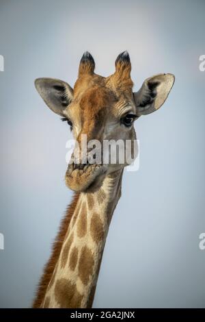 Primo piano della testa della giraffa meridionale (giraffa Giraffa) contro un cielo blu, Gabus Game Ranch; Otavi, Otjozondjupa, Namibia Foto Stock