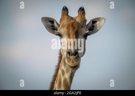 Primo piano della testa della giraffa meridionale (giraffa Giraffa) contro un cielo blu, Gabus Game Ranch; Otavi, Otjozondjupa, Namibia Foto Stock