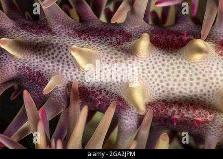 Primo piano dettaglio di una corona di spine stelle marine (Acanthaster planci); Maui, Hawaii, Stati Uniti d'America Foto Stock