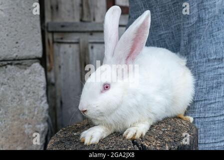 Coniglio albino purebred. Coniglio bianco grande con occhio rosso Foto Stock