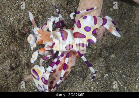Harlequin Shrimp (Hymenocera picta) che si nutrono sul raggio di una stella marina (Asteroidea); Maui, Hawaii, Stati Uniti d'America Foto Stock