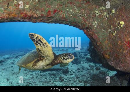 Tartaruga marina verde hawaiana (Chelonia mydas) nuotare lungo il pavimento dell'oceano sotto un arco di corallo; Maui, Hawaii, Stati Uniti d'America Foto Stock
