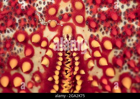 Primo piano dettaglio della parte inferiore di un perno cuscino Starfish (Culcita novaeguineae) che mostra piccoli denti come spine e noduli Foto Stock