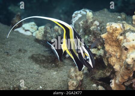 Primo piano Ritratto di un idolo moresco (Zanclus cornutus) che nuota e ricurla il suo corpo per guardare la macchina fotografica; Maui, Hawaii, Stati Uniti d'America Foto Stock