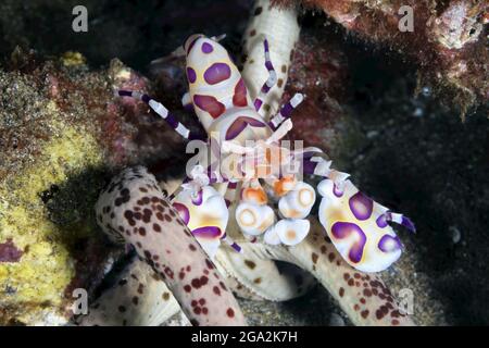 Harlequin Shrimp (Hymenocera picta) che si nutrono di stelle marine (Asteroidea); Maui, Hawaii, Stati Uniti d'America Foto Stock