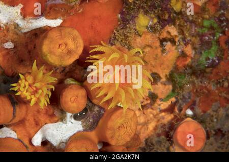 Vivace corallo arancione (Tubastraea cockinea) sul pavimento dell'oceano, alcuni con i suoi tentacoli traslucidi; Maui, Hawaii, Stati Uniti d'America Foto Stock