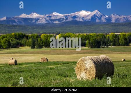 Balle di fieno a spirale su campi verdi ondulati con alberi, le colline pedemontane e la catena montuosa Canadese delle Montagne Rocciose con un cielo blu sullo sfondo, ovest ... Foto Stock