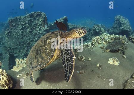 Fiancheggiata Bristletooth (Ctenochaetus striatus) segue e pulisce una tartaruga marina verde hawaiana (Chelonia mydas) che nuotano lungo il corallo, come un'altra... Foto Stock