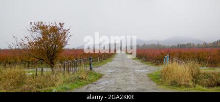 Strada a binario unico che attraversa terreni agricoli con campi di mirtilli in una giornata nebbiosa in autunno con sagome di montagne in lontananza Foto Stock