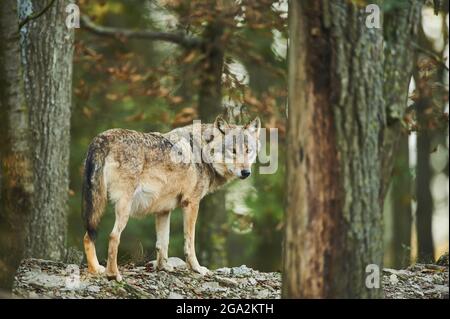 Lupo orientale (Canis lupus lycaon) che rimane in una foresta, prigioniero; Baden-Wurttemberg, Germania Foto Stock