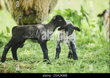 Due agnelli (Ovis aries), un agnello nero e un agnello bianco e nero macchiato, essendo amichevole mentre si levano in piedi in un campo con le pecore adulte sullo sfondo Foto Stock