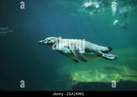 Pinguino africano o pinguino del Capo (Spheniscus demersus) subacqueo, nativo del Sudafrica, prigioniero in uno zoo; Baviera, Germania Foto Stock