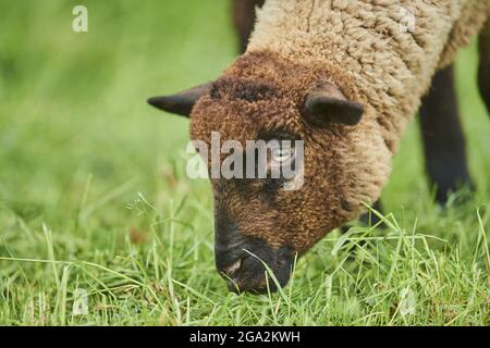 Primo piano di una pecora marrone (Ovis aries) in piedi in un campo che mangia erba; Baviera, Germania Foto Stock