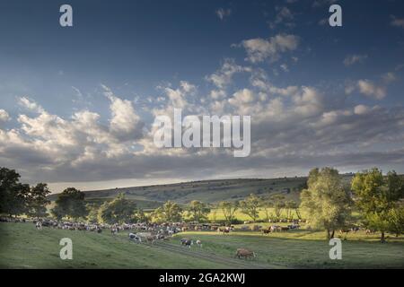 TadiBonal, antica pratica agricola e rurale tradizionale delle mucche di villaggio (Bos taurus) che pascolano in comune nei campi Foto Stock