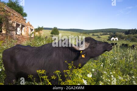 Primo piano Ritratto di un bufalo d'acqua (Bubalus bubalis) che pascolano in un prato di fiori selvatici con altri bufali d'acqua sullo sfondo a ferma Indianul... Foto Stock