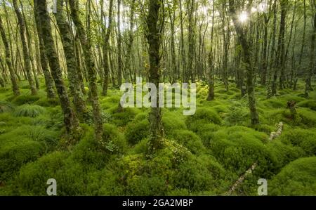 Foresta in Glendalough (Valle dei due Laghi) con il sole che si stende dietro gli alberi nelle montagne di Wicklow; Derrybawn, Contea di Wicklow, Irlanda Foto Stock