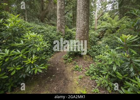 Percorso attraverso rododendri, felci e alberi nei rigogliosi boschi del 19th secolo Derreen Gardens (Gairdin Derreen) Foto Stock