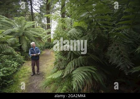 Un uomo in piedi lungo un percorso che esamina le felci e gli alberi mentre esplora i lussureggianti boschi dei giardini Derreen del 19th secolo (Gairdin Derreen) Foto Stock