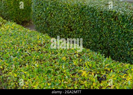 Due siepi verdi, tagliate con precisione. Foto Stock