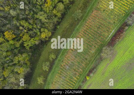 Vista aerea del paesaggio rurale con piccoli vigneti e foreste in autunno; Franconia, Baviera, Germania, Europa Foto Stock