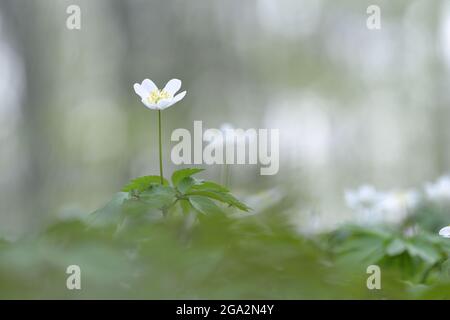 Legno anemone (Anemone nemorosa), una delicata pianta bianca fiorita; Baviera, Germania Foto Stock