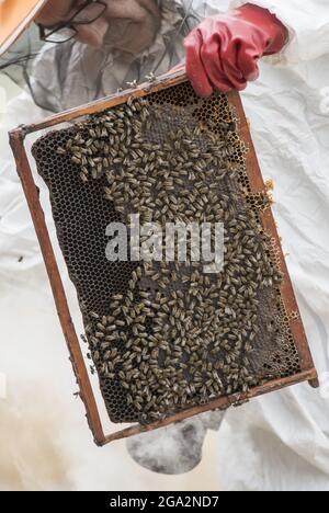 Primo piano di un apicoltore che tiene una struttura di cellule di miele usando un fumatore per calmare la colonia di api (API); Vashlovani, Georgia Foto Stock