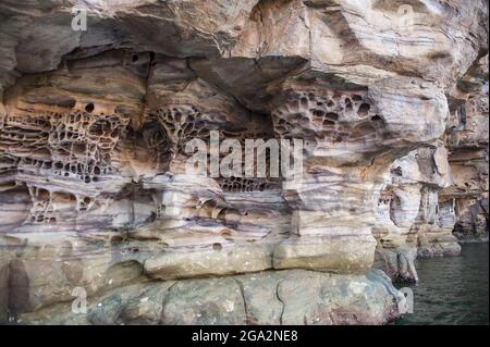 Primo piano delle intricate formazioni rocciose di tafoni nella scarpata di arenaria lungo le scogliere del fiume King George nella regione di Kimberley Foto Stock