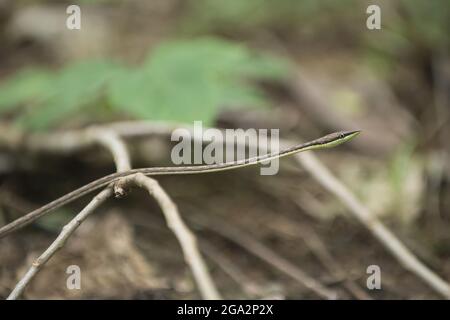 Un serpente di vite marrone (Oxybelis aeneus) scivola lungo il pavimento della foresta; Puntarenas, Costa Rica Foto Stock