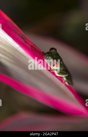 Su una foglia di una pianta di Cordyline (Cordyline frutticosa) si trova una rana di albero con occhi rossi (Agalichnis callidydryas); Puntarenas, Costa Rica Foto Stock