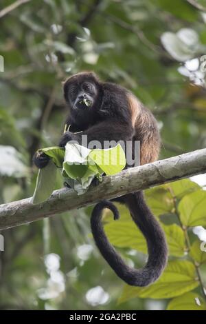 Una scimmia urlata (Alouatta palliata) mangia una foglia mentre riposa in un ramo di albero in una foresta pluviale; Puntarenas, Costa Rica Foto Stock