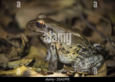 Una rana della giungla affumicato (Leptodactylus pentadactylus) si trova sul pavimento della foresta di notte in Costa Rica; Puntarenas, Costa Rica Foto Stock