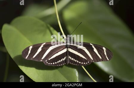 La farfalla di Zebra (Helionius carithonia) poggia su una pianta tropicale; Costa Rica Foto Stock