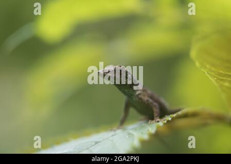 Un'anola sottile (Anolis fuscoauratus) si trova su una foglia nella foresta pluviale; Puntarenas, Costa Rica Foto Stock