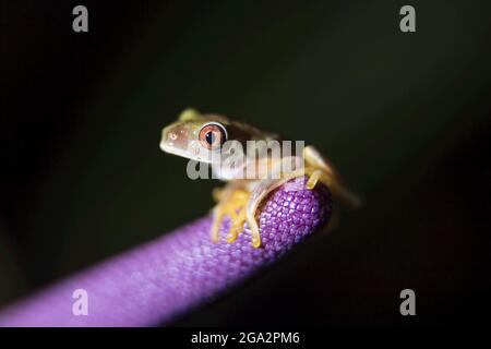 Una rana ruscello dagli occhi rossi o una rana ruscello del Costa Rica (Duellmanohyla uranochroa) poggia sul gambo viola di un fiore di Antermanio; Costa Rica Foto Stock