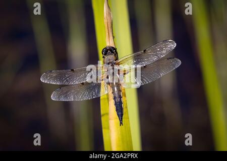 Dragonfly Chaser a quattro punte, Libellula quadrimaculata, a riposo sulla foglia a Norfolk, Regno Unito. Foto Stock