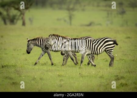 Linea di tre zebre pianure (Equus quagga) che attraversano la prateria; Narok, Masai Mara, Kenya Foto Stock