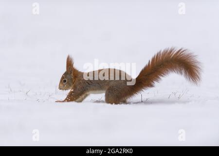 Ritratto di uno scoiattolo rosso (Sciurus vulgaris) nella neve; Germania Foto Stock