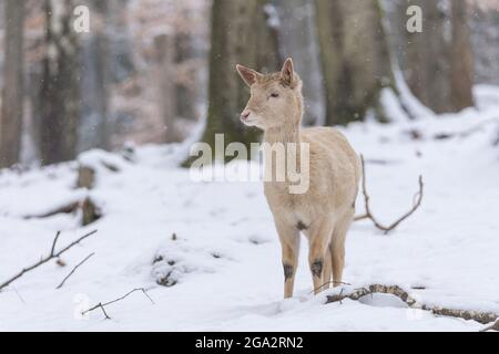 Leucistic Deer (Dama dama) in inverno; Odenwald, Assia, Germania Foto Stock