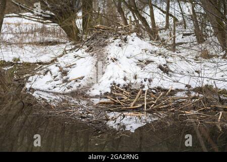 Beaver Lodge dal castore europeo in inverno, Castor fibra; Spessart, Baviera, Germania Foto Stock