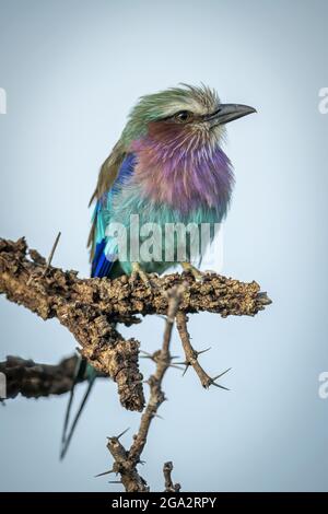 Rullo alla brace di lilla (Coracias cudatus) con posate in cespuglio; Narok, Masai Mara, Kenya Foto Stock