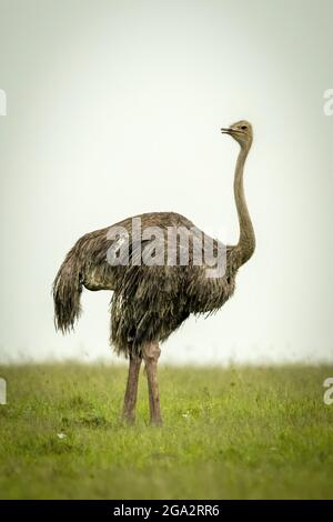 Femmina Ostrich comune (Struthio camelus) sta guardando la macchina fotografica; Narok, Masai Mara, Kenya Foto Stock