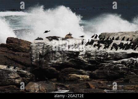 Onde enormi che si infrangono contro una formazione rocciosa costiera con un gregge di cormorani del Capo in via di estinzione e foche da pelliccia - Capo di buona speranza, Sudafrica Foto Stock