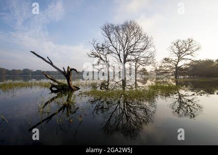 Alba e alberi sul lago di Hambegamuwa, Sri Lanka; Hambegamuwa, Moneragala, Sri Lanka Foto Stock