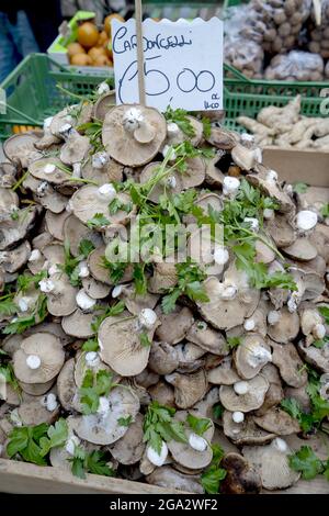 Funghi selvatici nel mercato di Matera, Italia; Matera, Basilicata, Italia Foto Stock