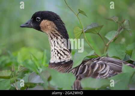 Nene, l'oca più rara livello mondiale e l'uccello di stato delle Hawaii, tra le viti nella valle di Hanalei sulla riva settentrionale di Kauai, Hawaii (Branta sandvicensis) Foto Stock