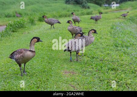 Flock of Nene, oche hawaiane, a bordo strada nella valle di Hanalei sulla riva nord di Kauai, Hawaii (Branta sandvicensis) Foto Stock