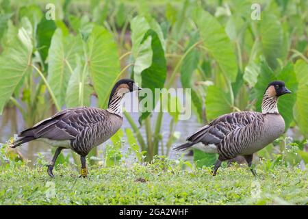 Due oche nene, l'uccello di stato delle Hawaii, camminando lungo il bordo di un laghetto di taro nella valle di Hanalei sulla riva nord di Kauai, Hawaii (Branta sandvicensis) Foto Stock