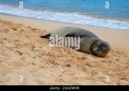 Femmina incinta Hawaiian Monk Seal che riposa sulla spiaggia di Poipu a Kauai, Hawaii (Neomonachus schauinslandi) Foto Stock